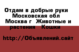 Отдам в добрые руки - Московская обл., Москва г. Животные и растения » Кошки   
